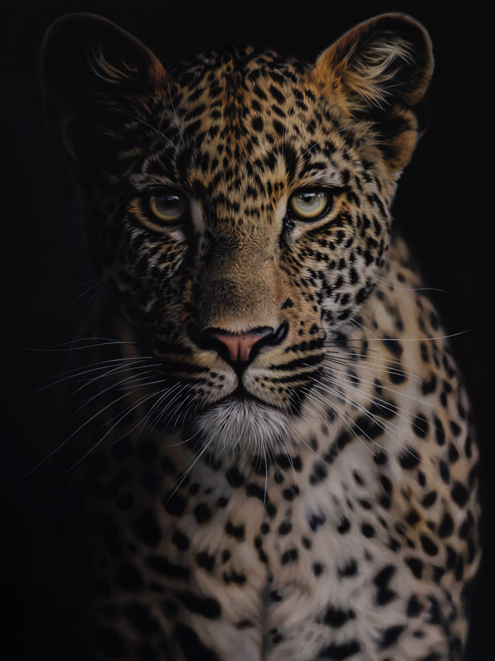 ArtCatto Gallery in Loulé Algarve Darryn Eggleton