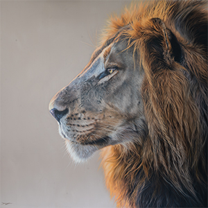 ArtCatto Gallery in Loulé Algarve Darryn Eggleton